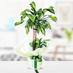 dracena-massengena-2-koklu.jpg